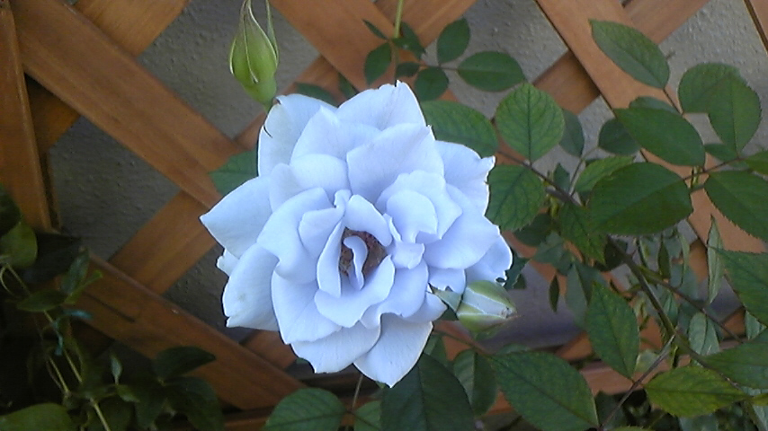 c0202870_1140688.jpg