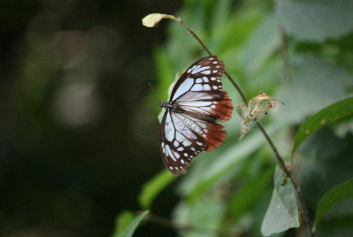 f0181173_1553485.jpg