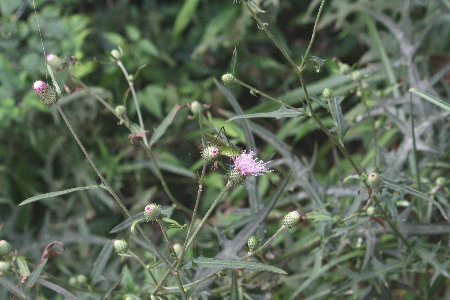 f0181173_1684513.jpg