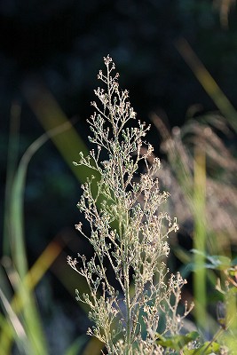 e0190885_1956021.jpg