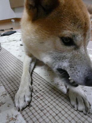 c0123890_2055663.jpg