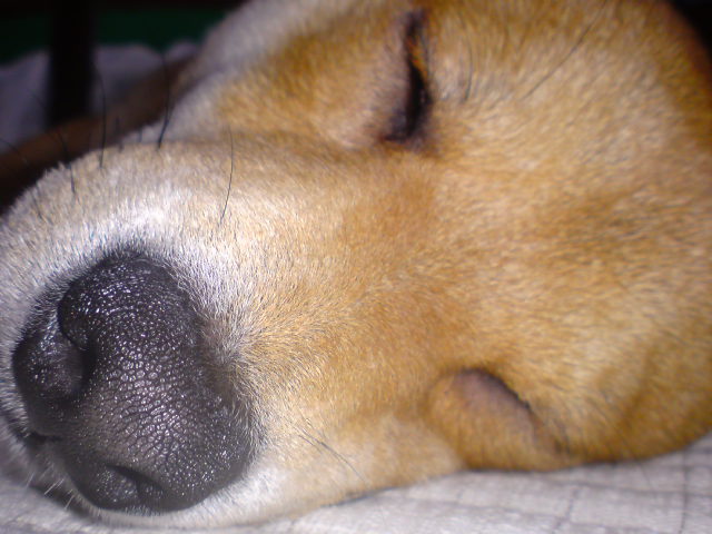 a0100527_153913100.jpg