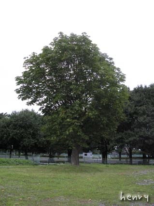 d0109728_1334149.jpg