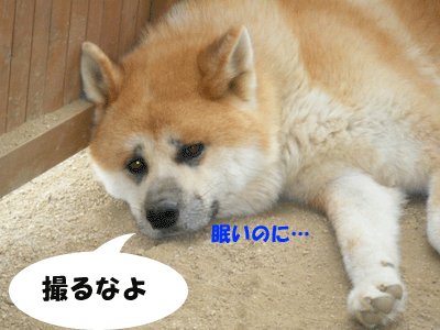 f0008935_1552724.gif