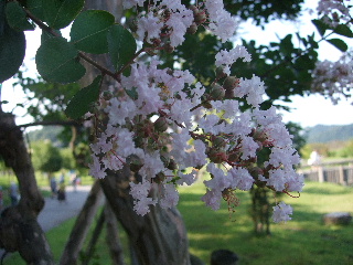 b0165236_104936.jpg