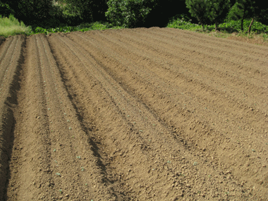 d0050871_1040478.gif