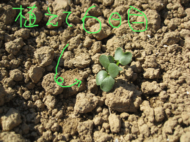 d0050871_1041370.gif
