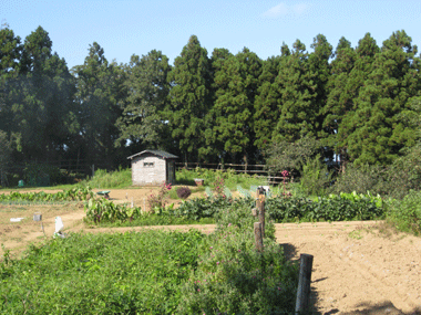d0050871_1041418.gif