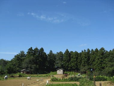 d0050871_10415878.gif