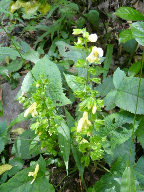 e0145782_1592146.jpg