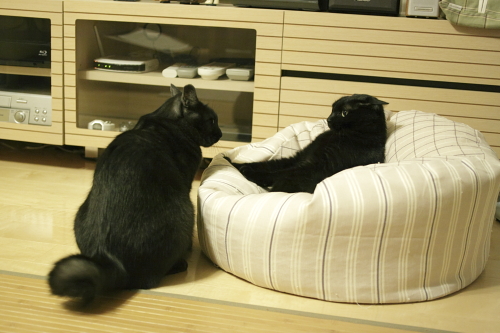 良い場所だな-、うらやましいなぁ 怪しいチンピラのような小僧