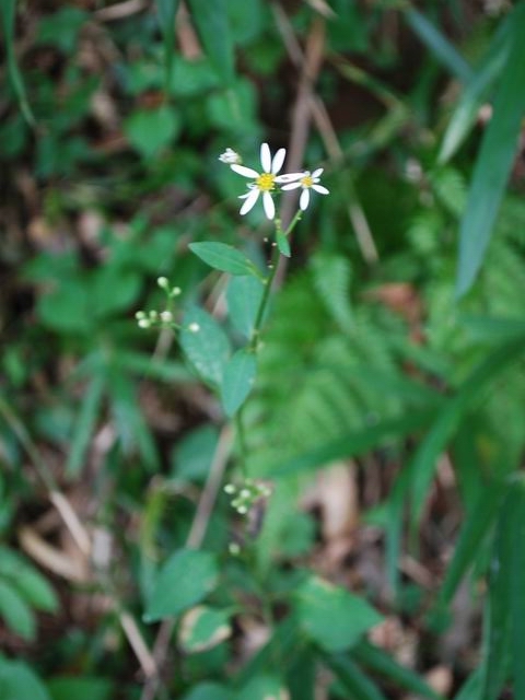 e0025300_20332093.jpg