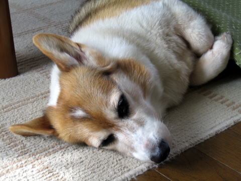 a0037322_16232448.jpg