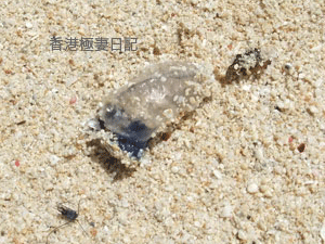 f0190653_21183818.gif