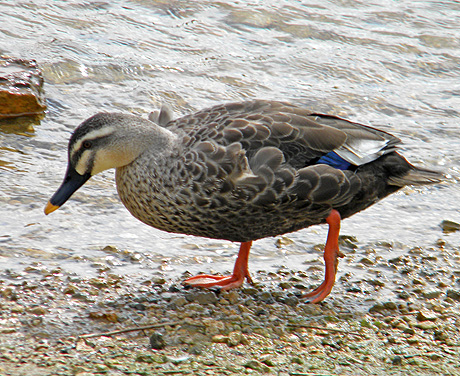 a0001354_21552072.jpg