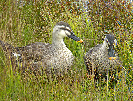 a0001354_2155875.jpg