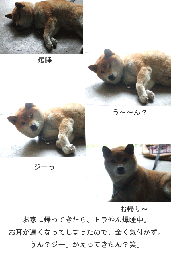 e0149256_13324144.gif