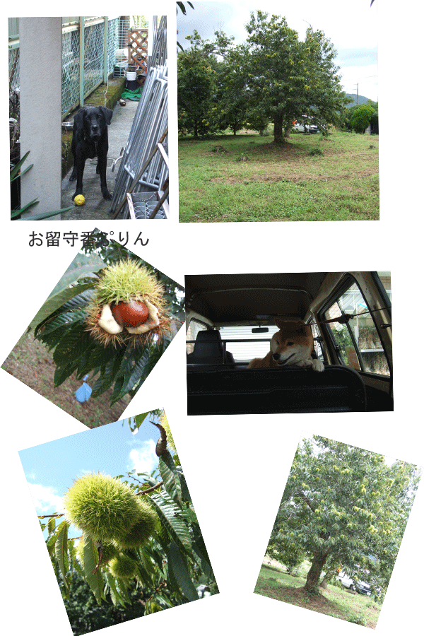 e0149256_13344648.gif