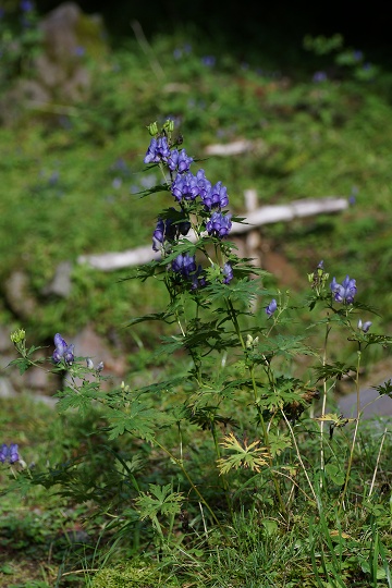e0054067_2214897.jpg