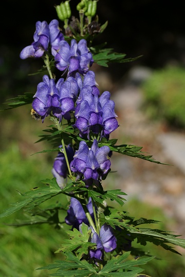 e0054067_222246.jpg