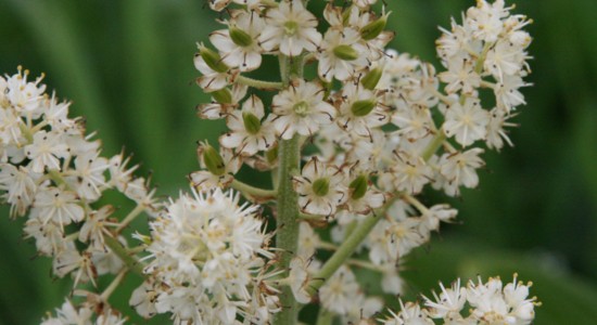 c0144185_1341667.jpg