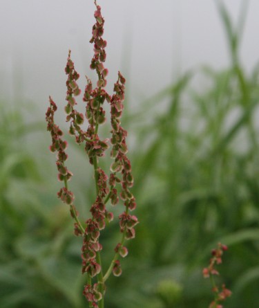 c0144185_13533799.jpg