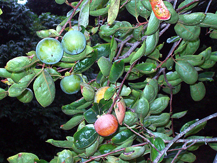 c0145299_1481067.jpg
