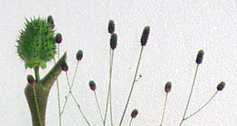 c0145299_1494181.jpg