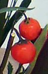 c0145299_2172366.jpg