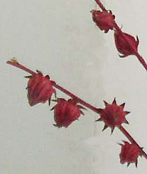 c0145299_2231141.jpg