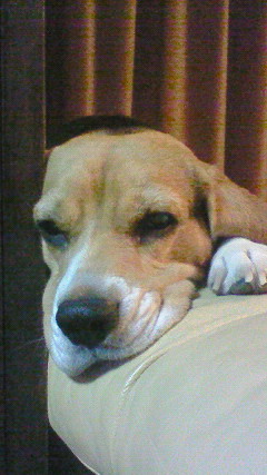 c0205806_19581038.jpg