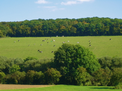d0135907_3382388.jpg