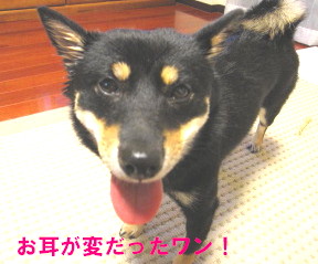 c0185516_13402213.jpg