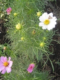 f0139520_2233577.jpg