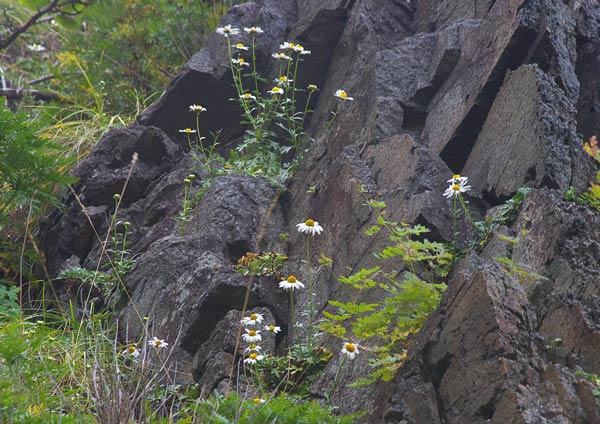 e0001123_15225585.jpg