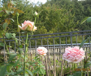 e0121548_9583651.jpg