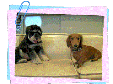 b0070950_1250785.gif