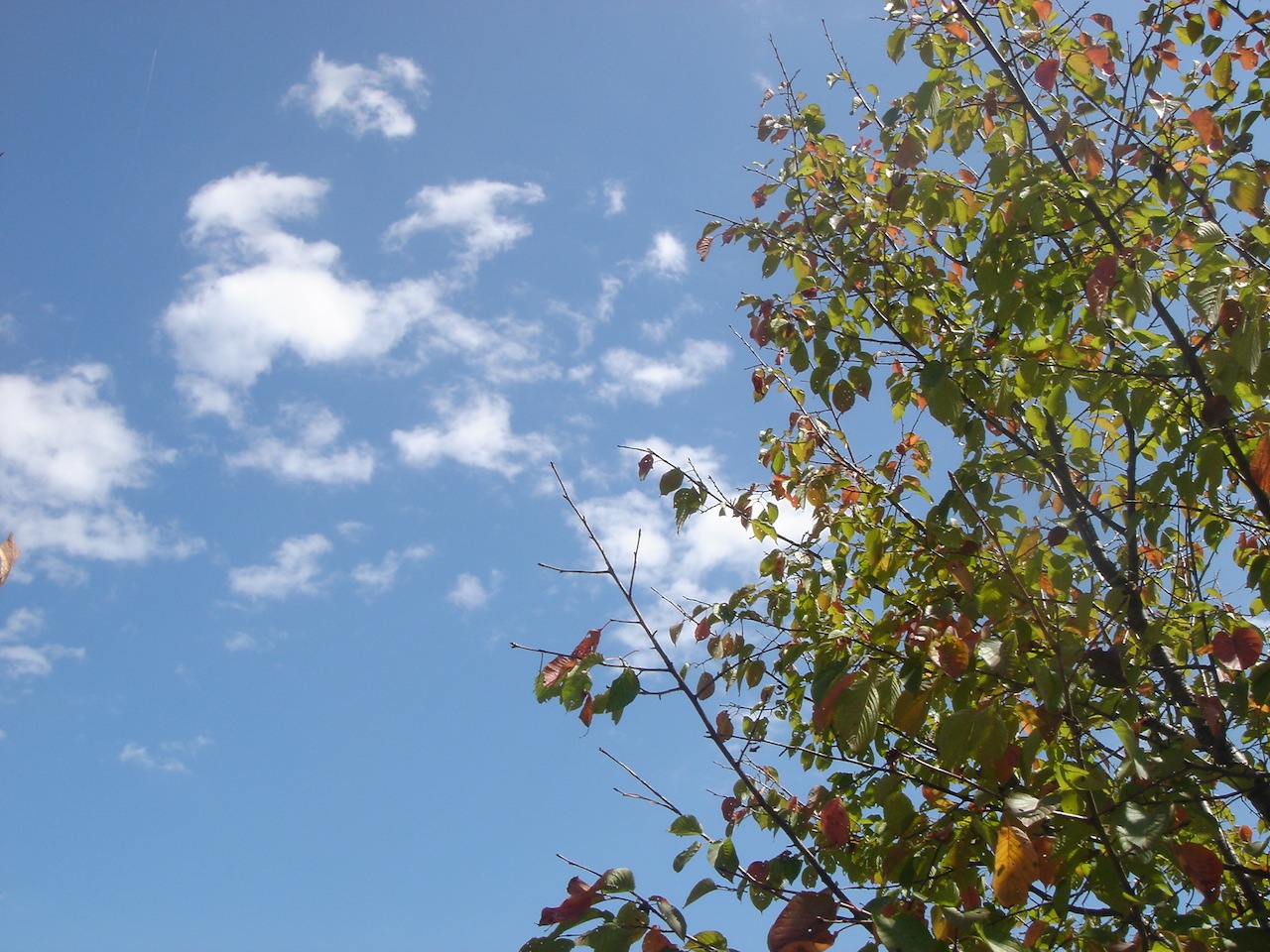 c0004059_8172917.jpg
