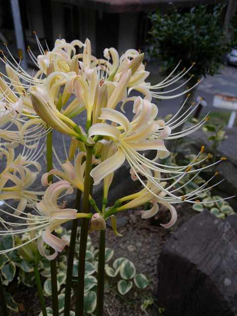 b0104861_2247180.jpg