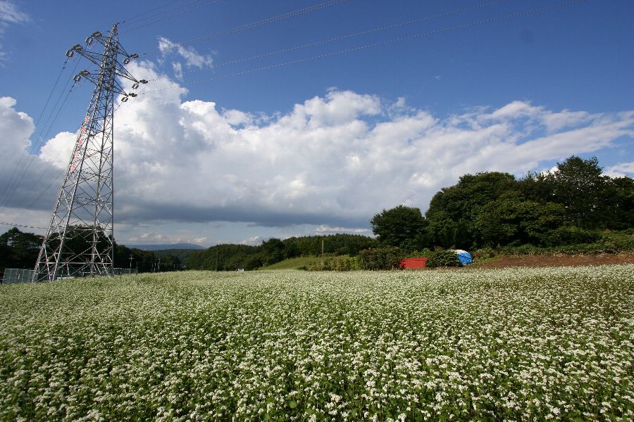 b0084270_4312191.jpg