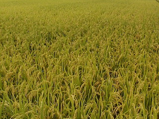 e0158773_23415249.jpg