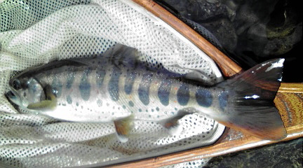 c0195284_082285.jpg