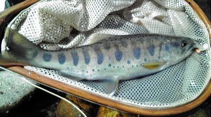 c0195284_083269.jpg