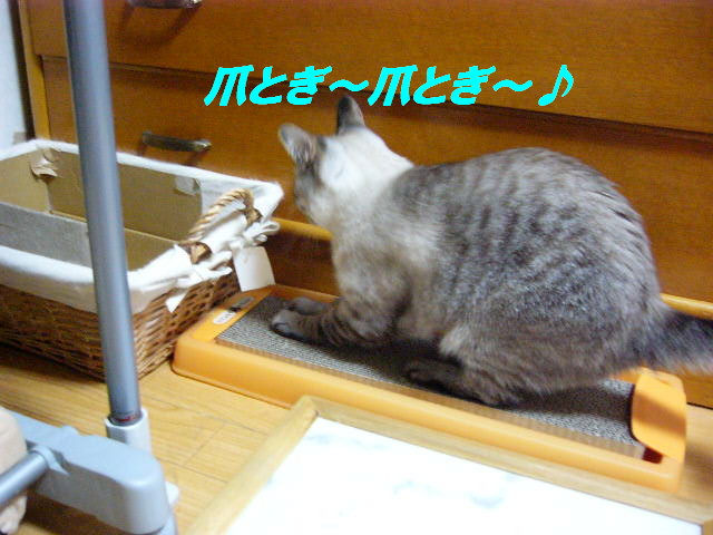 e0185485_123587.jpg