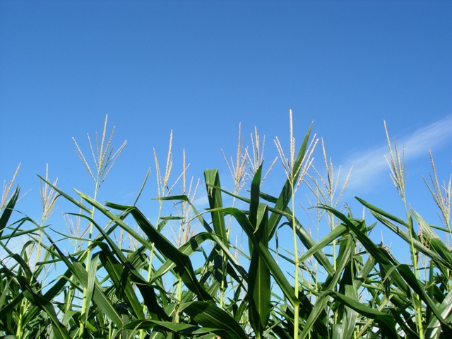 a0045688_2250613.jpg