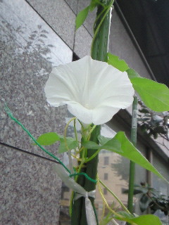 e0134907_125810.jpg