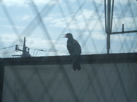 c0006312_20134422.jpg