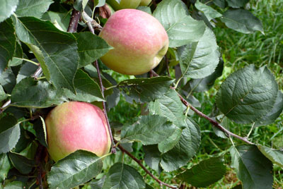 a0046429_23313290.jpg