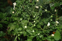 a0017634_182510.jpg