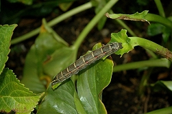 a0017634_185698.jpg